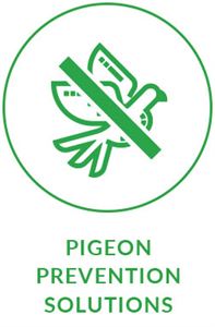 5pigeon